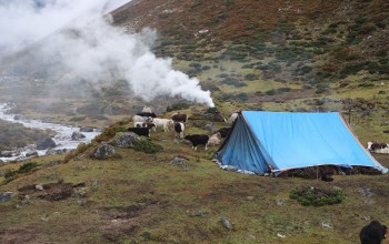 लेकाली समुदायलाई छुँदैन दसैँ तिहारले, चौँरी हेर्दैमा बित्छ समय 